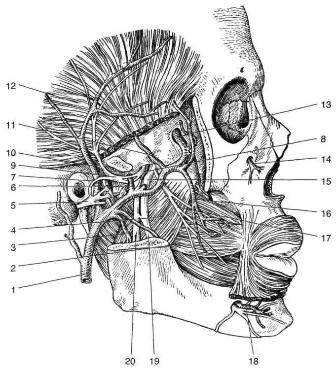 Крылонебный ганглий анатомия. Подвисочная ямка топографическая анатомия. Топография глубокой области лица топографическая анатомия. Кровоснабжение лицевого отдела головы топографическая анатомия.
