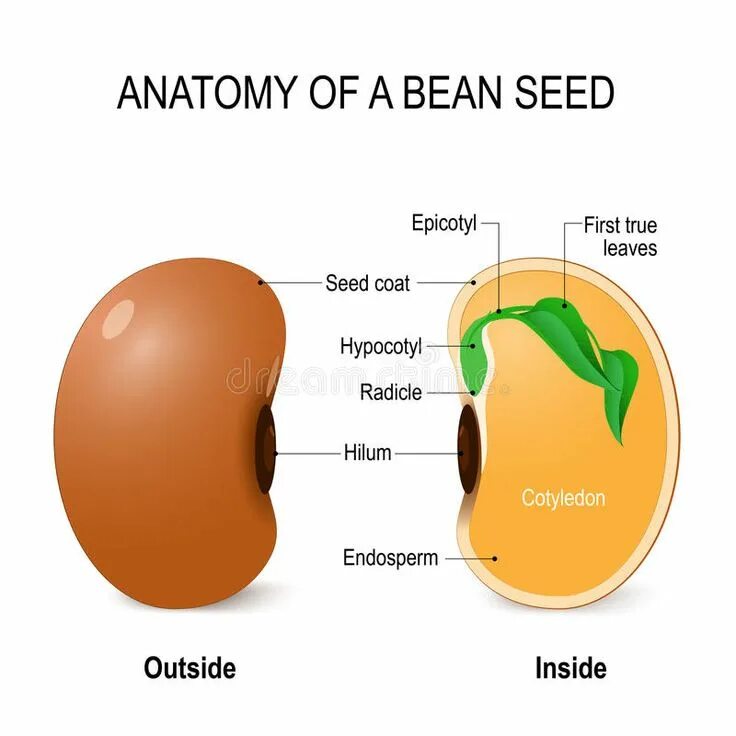 Text seed