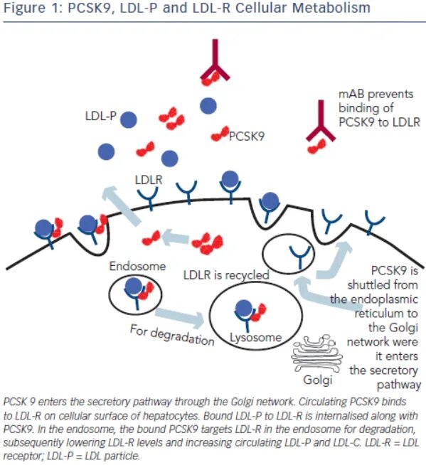 Ингибиторы белка pcsk9. Ингибиторы pcsk9 механизм. Ингибиторы pcsk9 классификация. Ингибиторы pcsk9