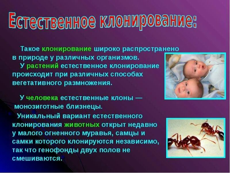 Клонирование существует. Естественное клонирование. презентация на тему клонирование. клонирование человека презентация. клонирование биология презентация.
