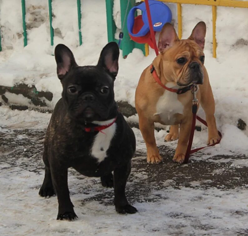 Питомники французских питомников. Питомники французских питомников. Питомник французских бульдогов сормади. Авигдорс питомник французских бульдогов. Питомники французских питомников.