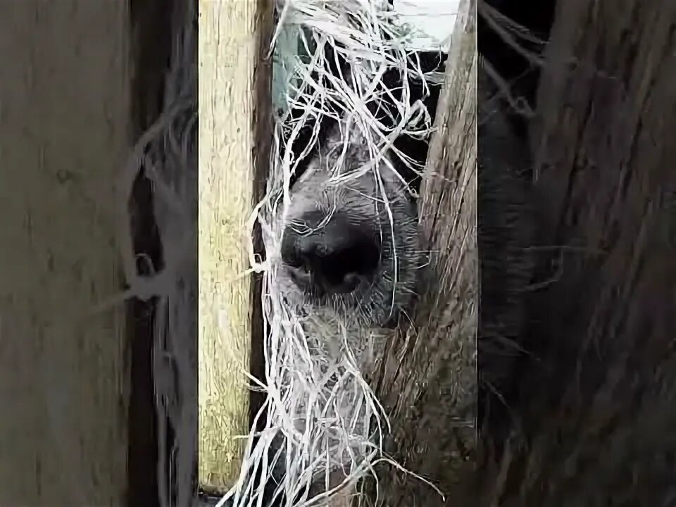 Мое любимое подворье. Мое любимое подворье. Скотный двор для детей. Мое любимое подворье. Птичий дворик лесосибирск.