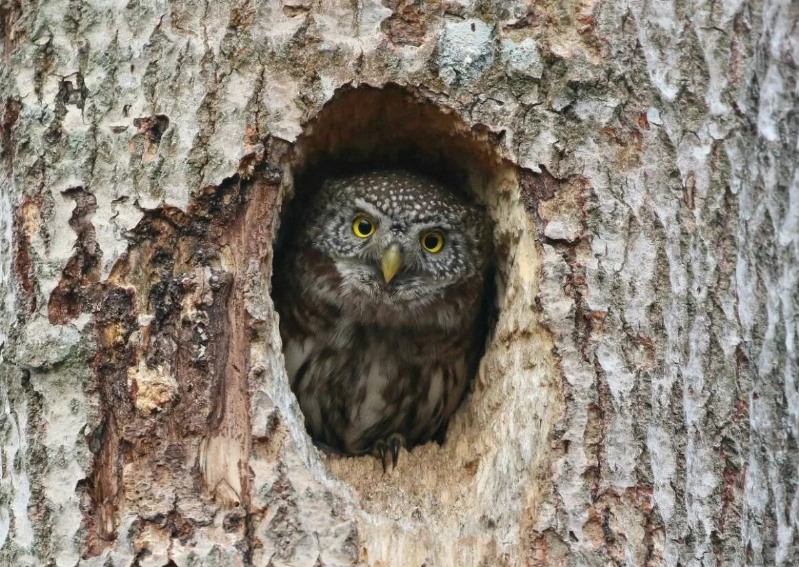 Сова филин сыч сипуха. Воробьиный сыч в дупле. Воробьиный сыч-гном. Сыч и филин. Жемчужный воробьиный сыч.
