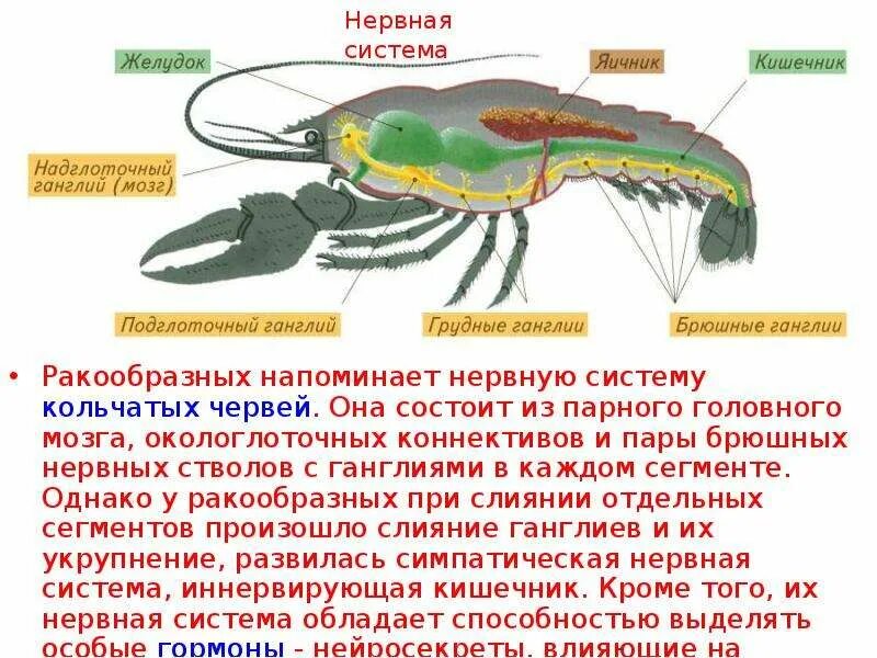 Характеристика класса ракообразные 7 класс таблица. Нервная система система ракообразных. опорно двигательная система ракообразных. основные элементы нервной системы ракообразных. класс ракообразные нервная система.