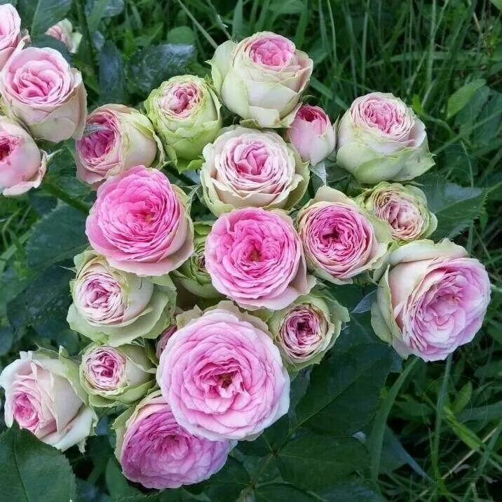 роза мими эден спрей. роза мими эден. роза мими эден спрей. роза спрей (миниатюрная) мими эден. мими эден отзывы.