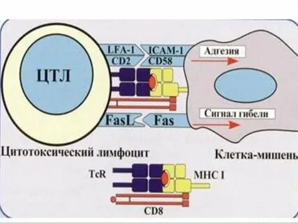 Цитотоксические лимфоциты