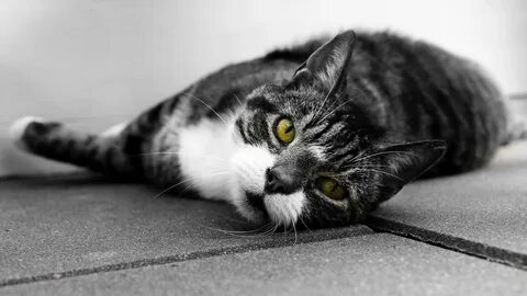 Обои котики черно белые