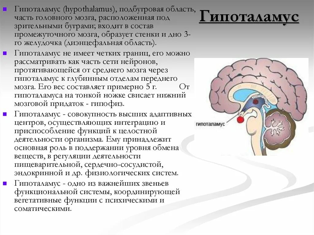 Гормоны вырабатываемые мозгом