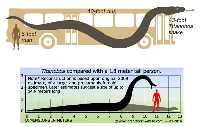 ТИТАНОБОА В 1959. Длина змеи ТИТАНОБОА. ТИТАНОБОА змея скелет. ТИТАНОБОА Размеры.