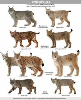 Вес кота без мешка 5 букв сканворд