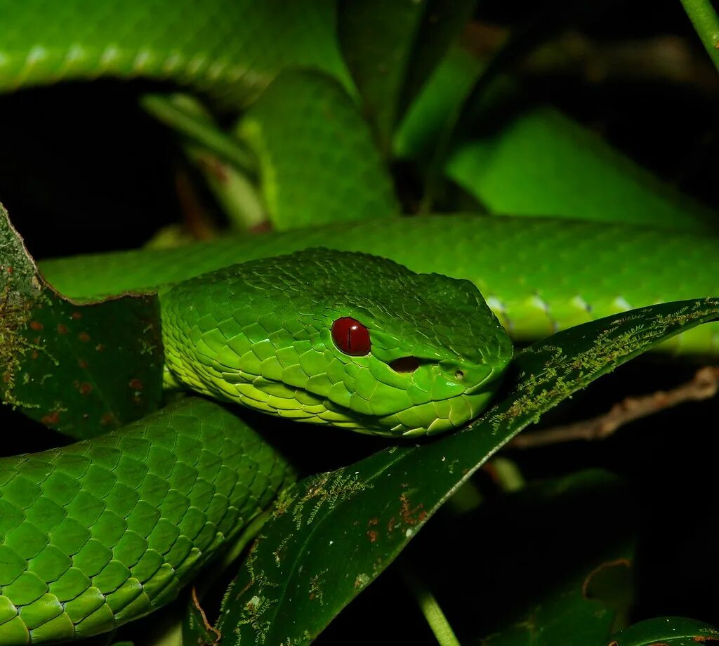 Зеленая буда. Trimeresurus popeiorum. Зеленый полоз. Пурпурная куфия. Зеленый полоз змея.