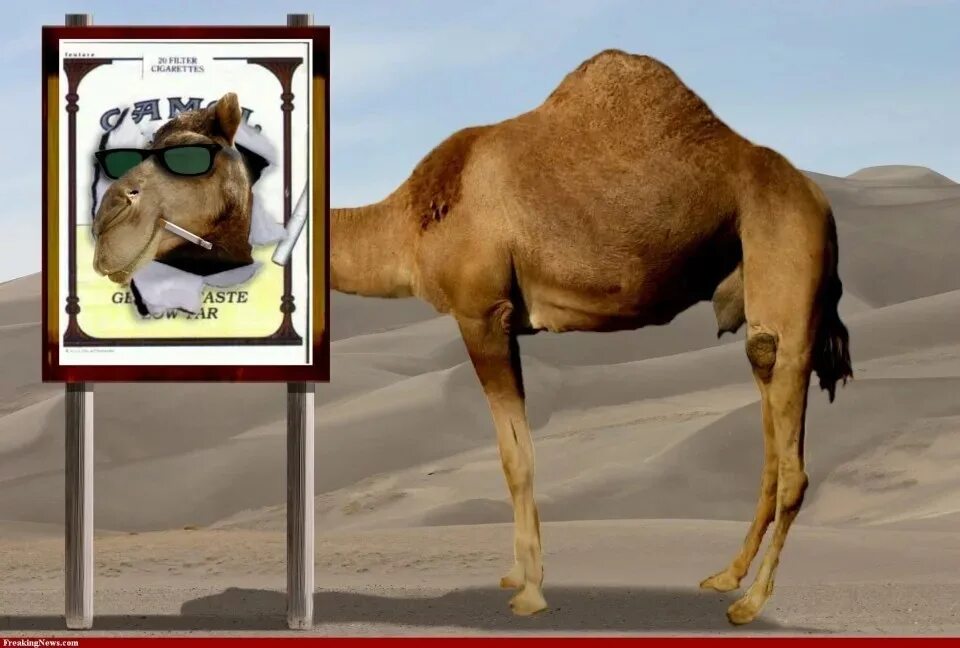 Верблюд вытаскивает. Camel by camel фулл. camel bu camel р. верблюд мем. испуганный верблюд.
