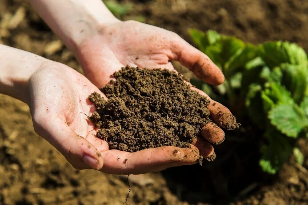 Какая почва на даче. Удобрение органическое. Почва на участке. Перегной для огорода. Удобрение почвы.