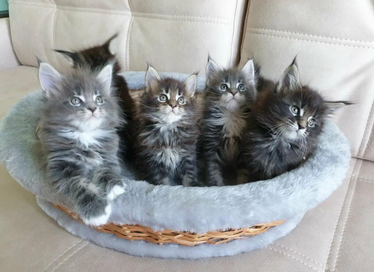 Котята мейн кун неделя. Мейн кун котенок 1 месяц голубой. новорождённые котята мейн куна. новорожденные мейн кунята. мейн кун маленькие котята новорождённые.