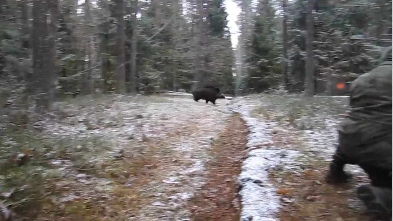 Видео приколы кабаны. Видео приколы кабаны. Видео приколы кабаны. Охотничьи приколы кабан. Видео приколы кабаны.