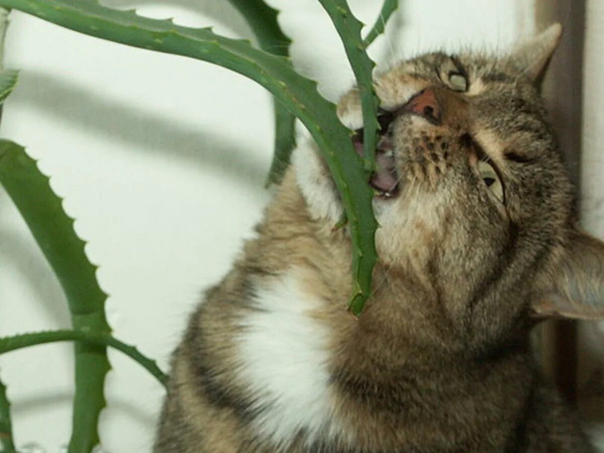 Кот есть алоэ. Кот есть алоэ. Систематика алоэ. Котята и домашние растения. Алоэ в керамзите.