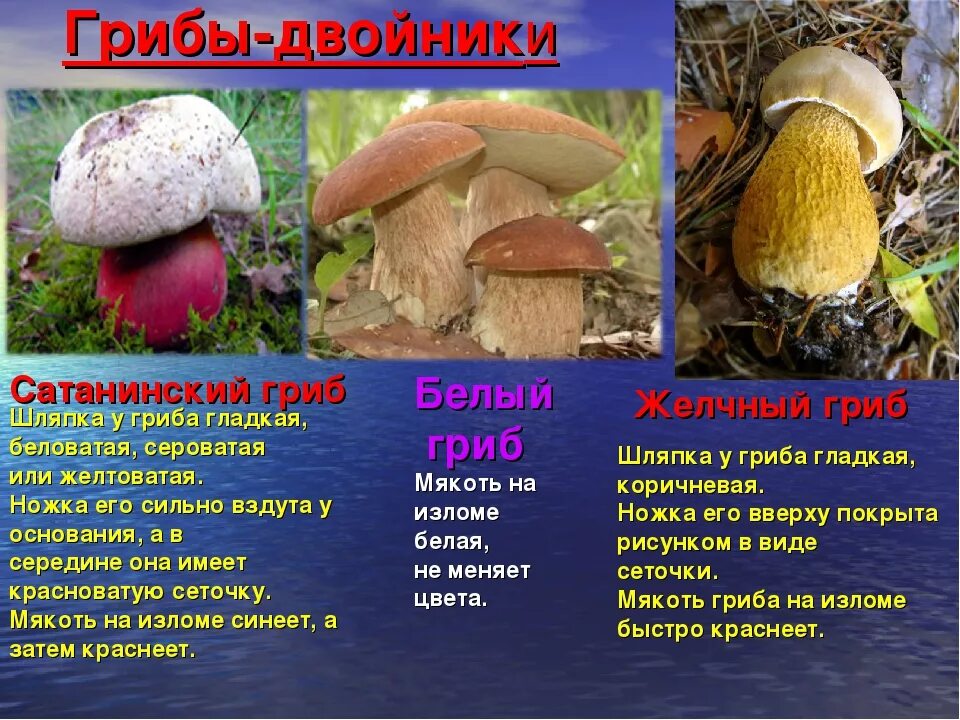 Жёлчный гриб. Ядовитый желчный гриб можно спутать. Ложный подосиновик горчак. Tylopilus felleus. Ложный ложный подберёзовик.