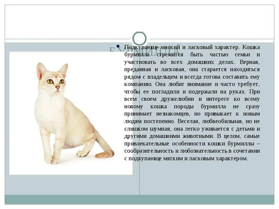 Кошка порода Бурмилла Бурмилла. Породы кошек Бурмилла короткошерстная. Бурмилла кошка характер. Бурмилла кошка фото описание породы.
