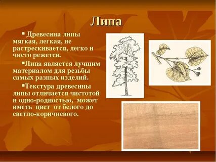 Древесина какого дерева мягкая