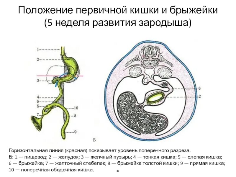 Первичная кишка пищеварительная система. Вентральная стенка передней кишки эмбриональное развитие. Формирование первичной кишки. Первичная кишка зародыша. Развитие жкт.