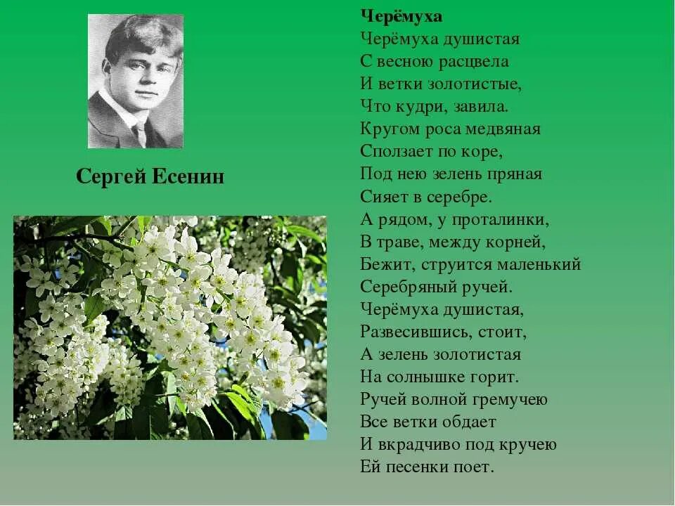 Стихотворение быть поэтом есенин. Стихотворение Сергея Александровича Есенина черемуха.