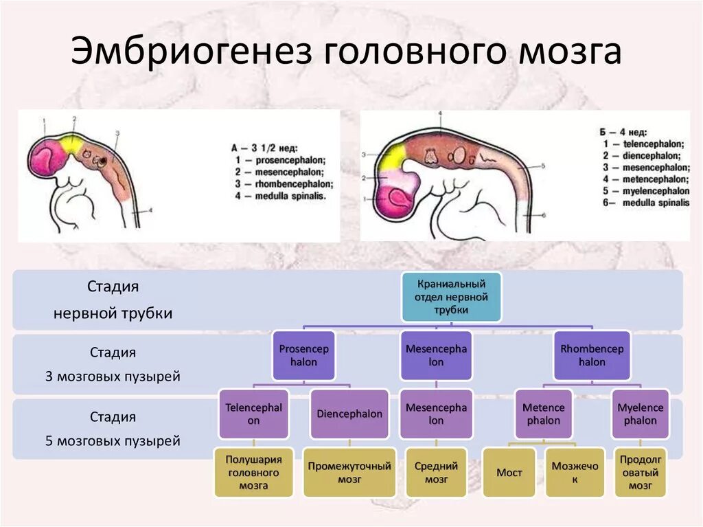 Стадии развития мозга эмбриогенез. Стадии развития головного мозга человека анатомия. Этапы эмбриональное развитие головного мозга человека. Отделы головного мозга эмбриогенез. Изгибы мозга