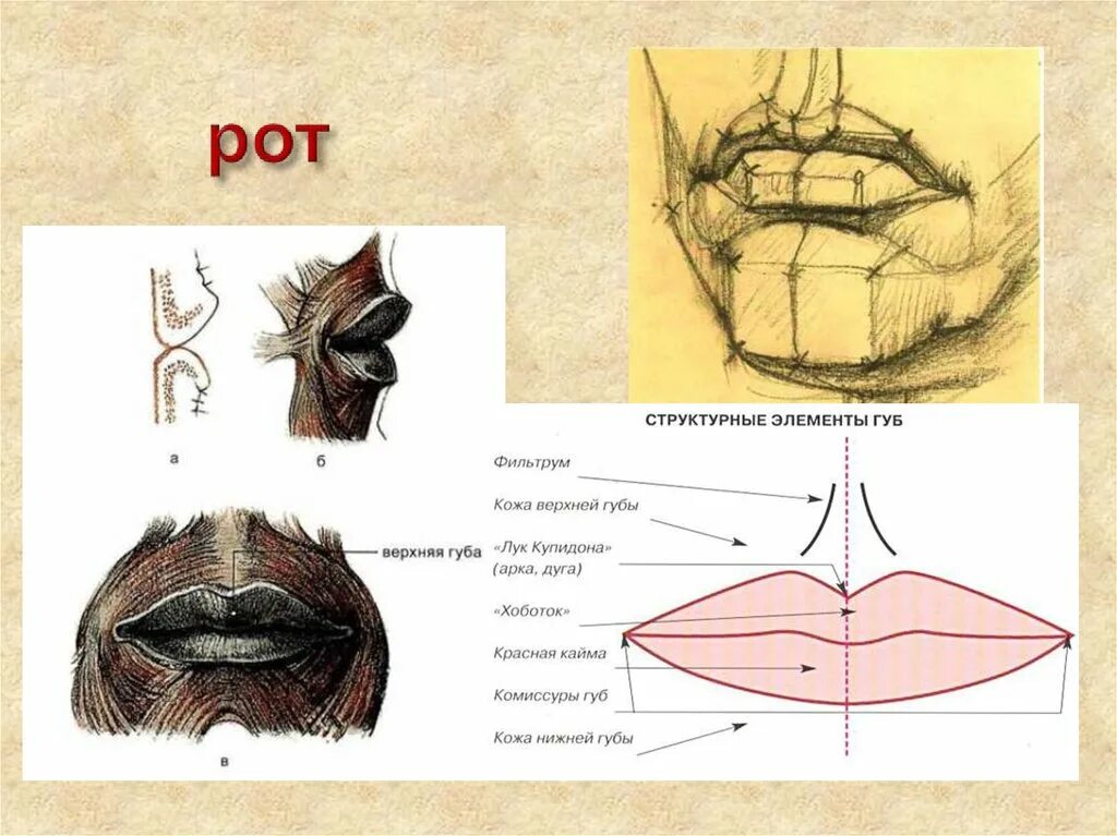 Строение губ. Пластическая анатомия губ. Строение губ человека анатомия. Верхний край губы