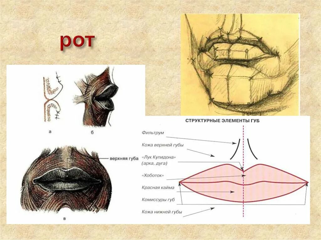 Части губ рта. Строение губ. Пластическая анатомия губ. Строение губ человека анатомия.