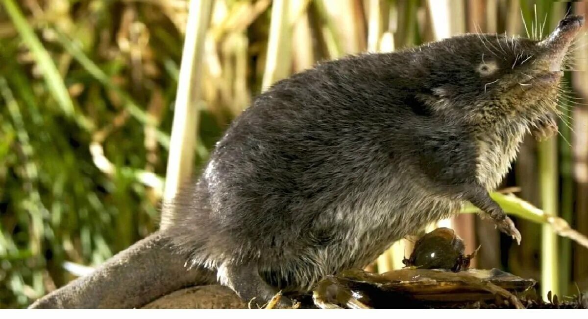 Выхухоль растение. Выхухоль эндемик. Пиренейская выхухоль. Пиренейская выхухоль. Русская выхухоль desmana moschata.