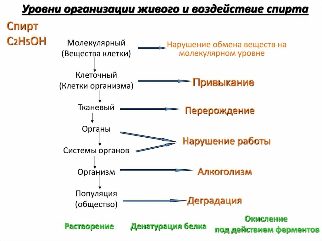 Уровни организации живых организмов. Уровни организации организма схема. Уровни организации живого человека. Молекулярный уровень организации живого. Примеры уровней организации живых систем