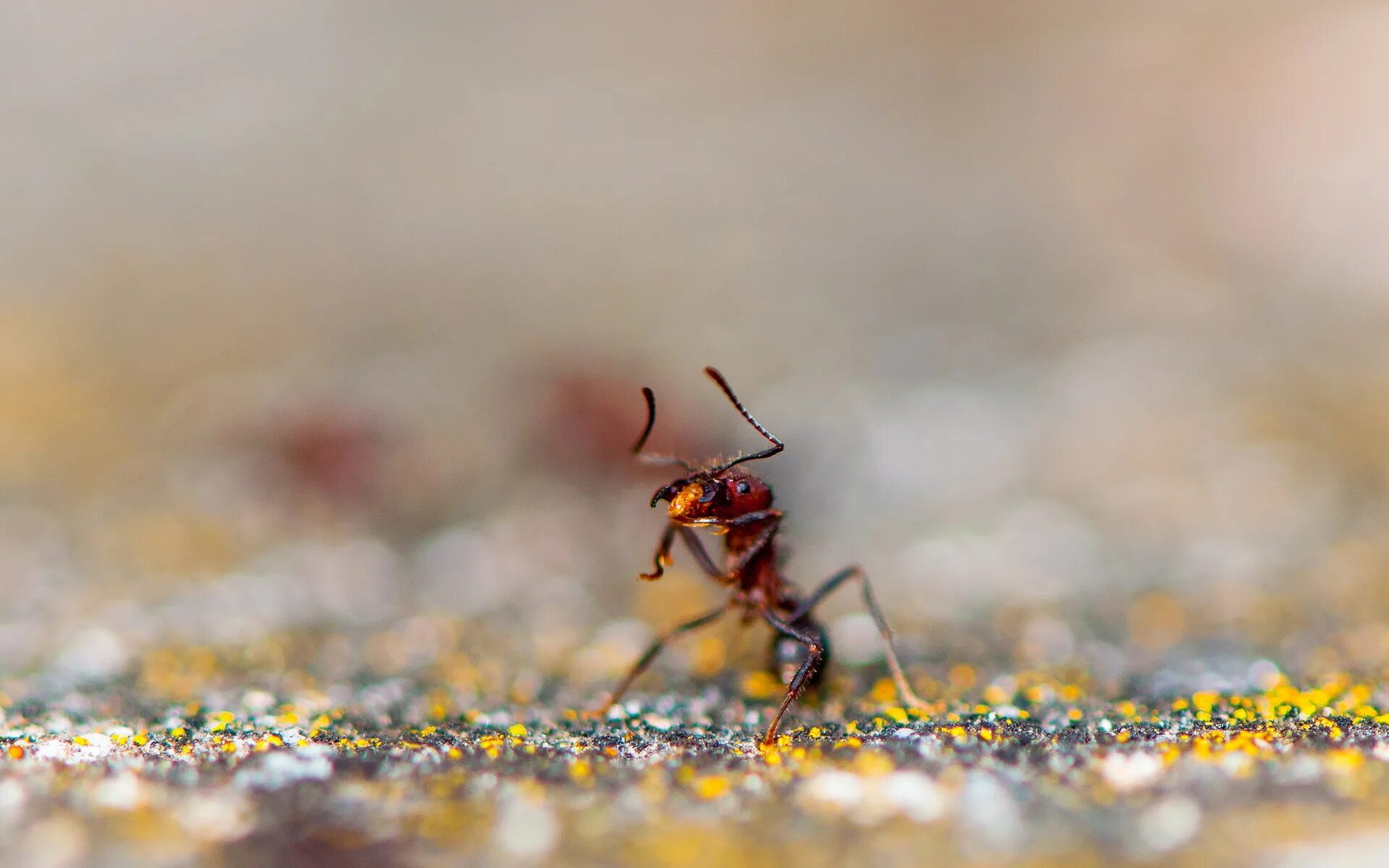 Муравьев заболела. Муравей. Фон муравьи. Насекомые пустыни. Обои на рабочий стол муравьи.