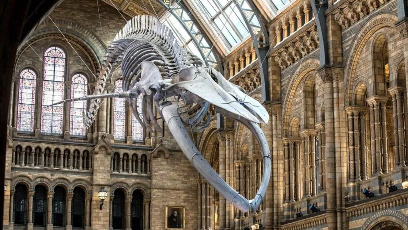 Какие музеи есть в лондоне. Музей естествознания (natural History Museum). Натурал хистори музей Лондон. Natural History Museum в Лондоне. Музей естествознания, Лондон, Великобритания.