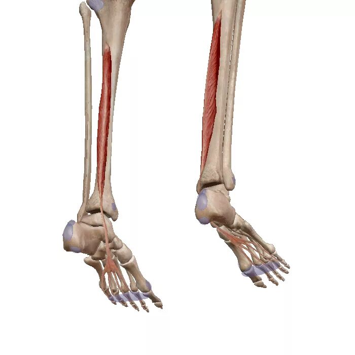 Длинный сгибатель пальцев (m. Flexor digitorum Longus). Длинный сгибатель пальцев мышца голени. Длинный сгибатель пальцев стопы анатомия. Длинный сгибатель пальцев стопы m. Flexor digitorum Longus.