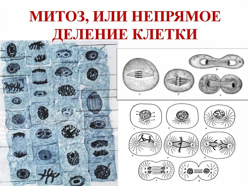 Митоз. Деление клетки митоз. Методическое деление клетки. Фазы митоза. Митоз прямое деление клеток