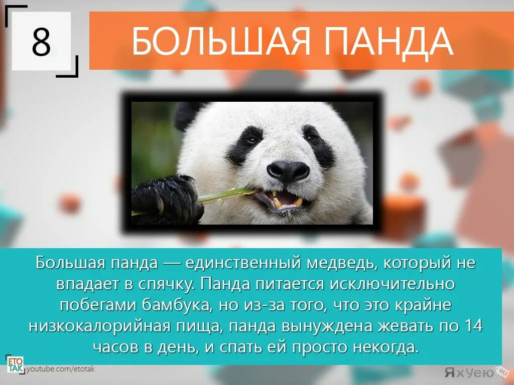 Большая панда интересные факты. Интересные факты о пандах. Факты о пандах для детей. Интересные факты о большой панде. Интересные факты о пандах.