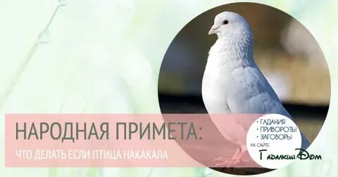 Приметы птичка накакала на руку