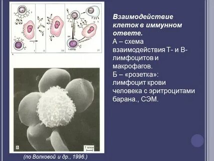 Макрофаги т лимфоциты