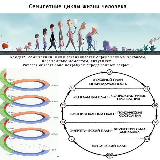 Жизненный цикл в психологии. Кризисы и Семилетние циклы развития человека. 7 Летние циклы жизни. Жизненный цикл человека. Семилетний жизненный цикл человека.