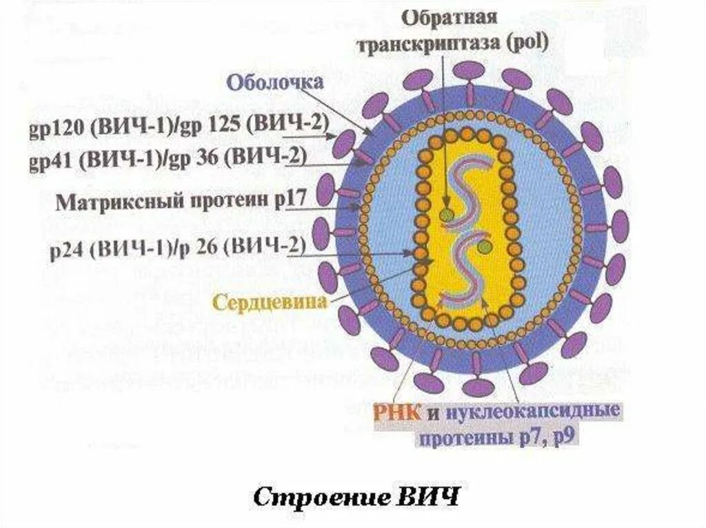 Белки вич. Схема строения вириона ВИЧ. ВИЧ инфекция структура вириона. Вирус СПИДА микробиология строение. Структура вируса иммунодефицита человека ВИЧ 1 ВИЧ 2.