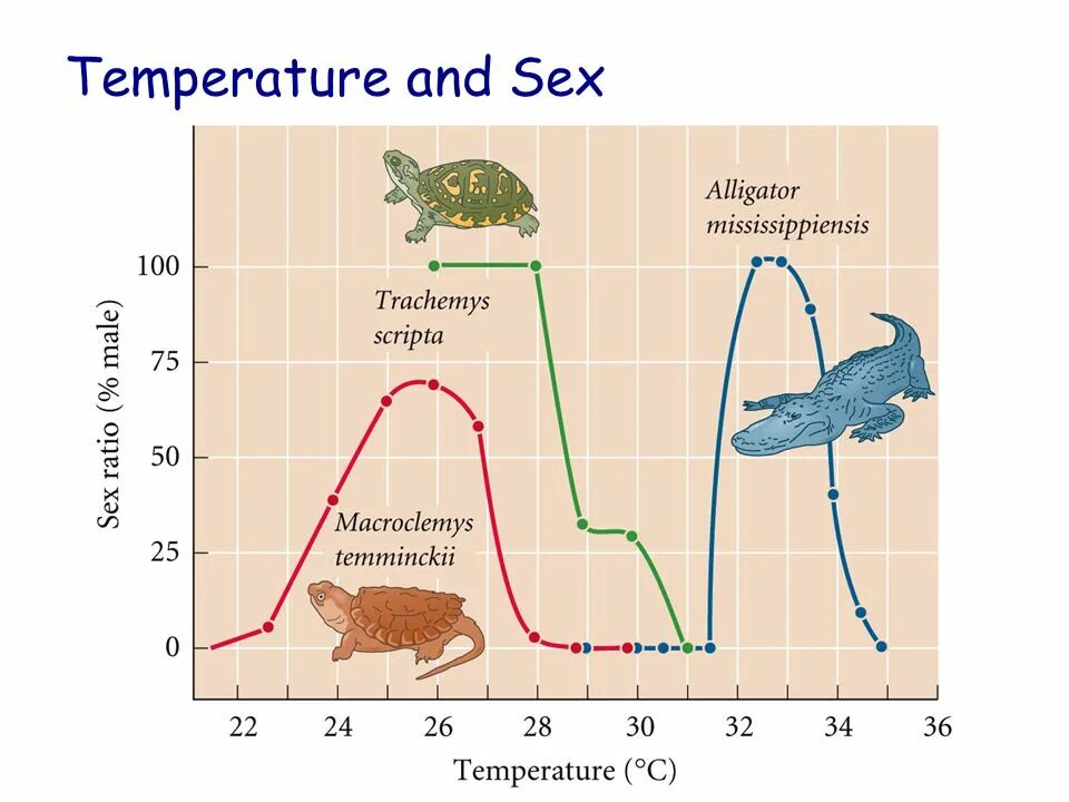Вязкость сверхвязкой нефти. Черепашата пол зависит от температуры. Как определяется пол у крокодилов. Зависимость пола крокодила от температуры. Пол зависит от температуры.