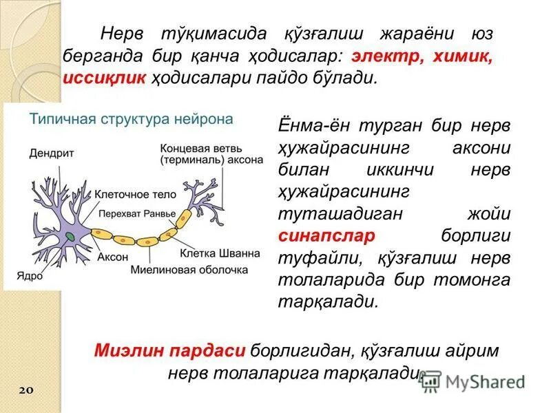 Короткие аксоны сильно ветвятся