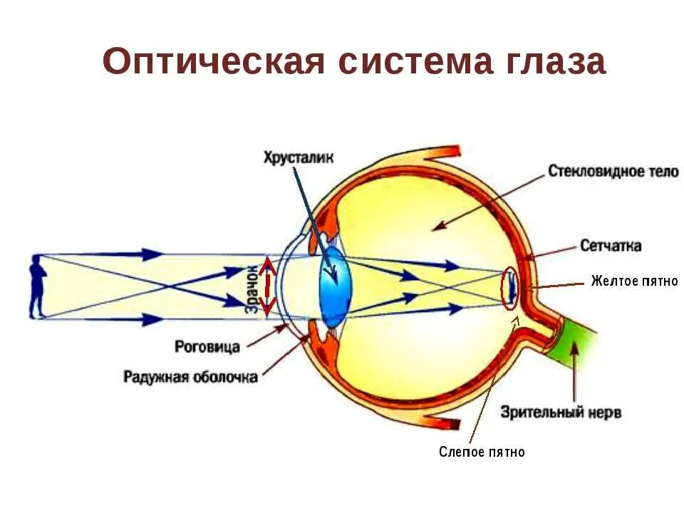 Глазк. Строение глаза и его оптическая система. Хрусталик это схема оптическая система глаза. Рефлекторная дуга зрительного анализатора. Строение оптической системы глаза.