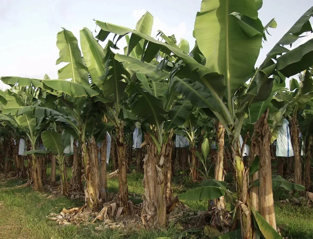 Банановая роща абхазия. Банановая роща. Банановые плантации в африке. Банановые заросли. Банановая роща.