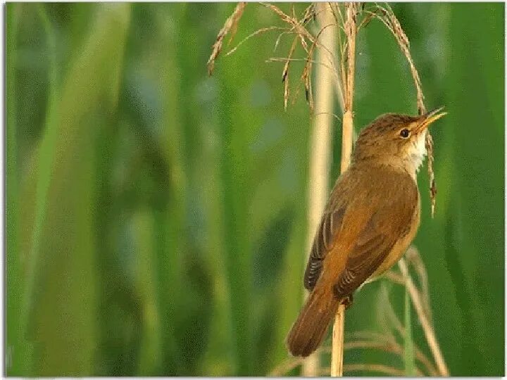 Пеночка-весничка птенец. По знакомой хрипловатой трели звонка. Звонок дверной электрический ст-1а. Звонок проводной сверчок св-03р трель, с регулятором громкости, 220в. Соловей птичка певчая.