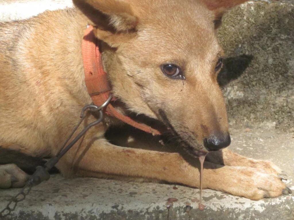 Животные болевшие бешенстаом. Собачка болеет. Собака заразилась. Собака заразилась. Животные зараженные бешенством.