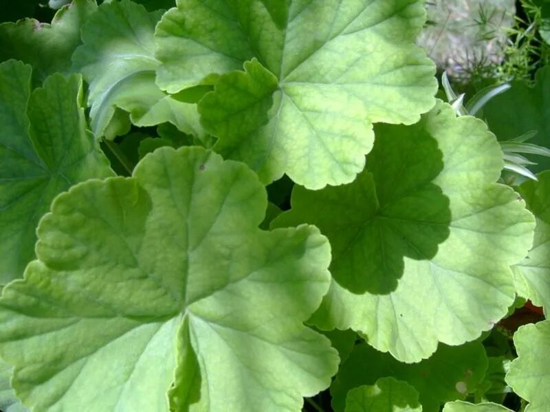 Peters luck пеларгония. герань geranium листья. листья герани gerani. пеларгония герань лист. пеларгония листиками.