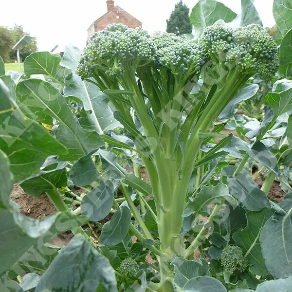 Broccoli Calabrese Sprouting (140+ Seeds) - Florida Seed & Garden