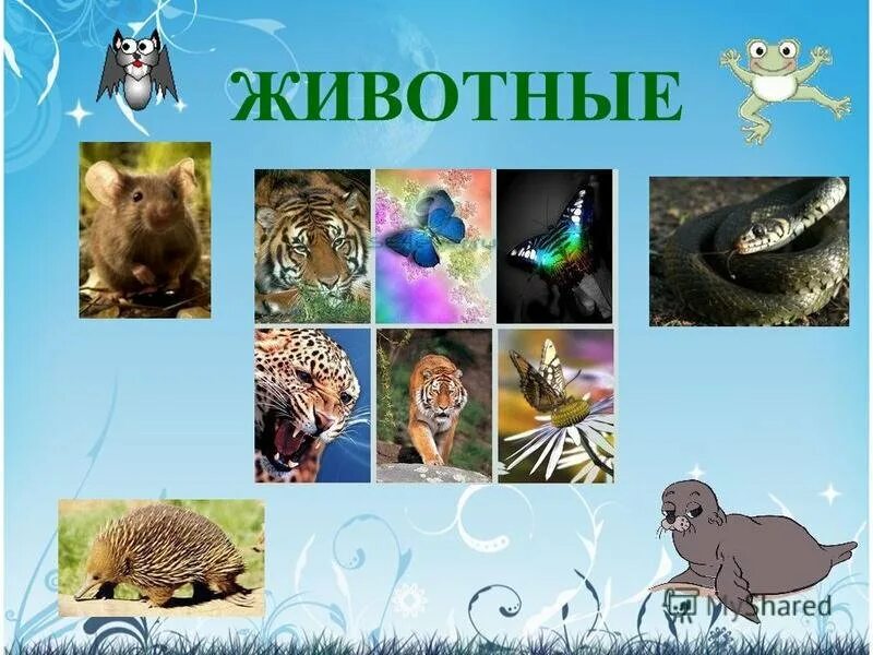 Царство животных 5 класс. Царство животные. в царстве животных. разнообразие живой природы. животные организмы.