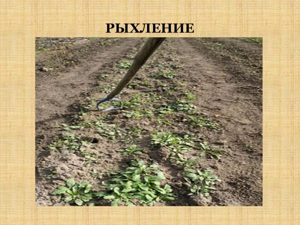 Рыхление почвы помогает сохранить вставьте пропущенные. Рыхление почвы биология. почву необходимо рыхлить. рыхление почвы вокруг культурных растений. прием рыхление почвы биология.
