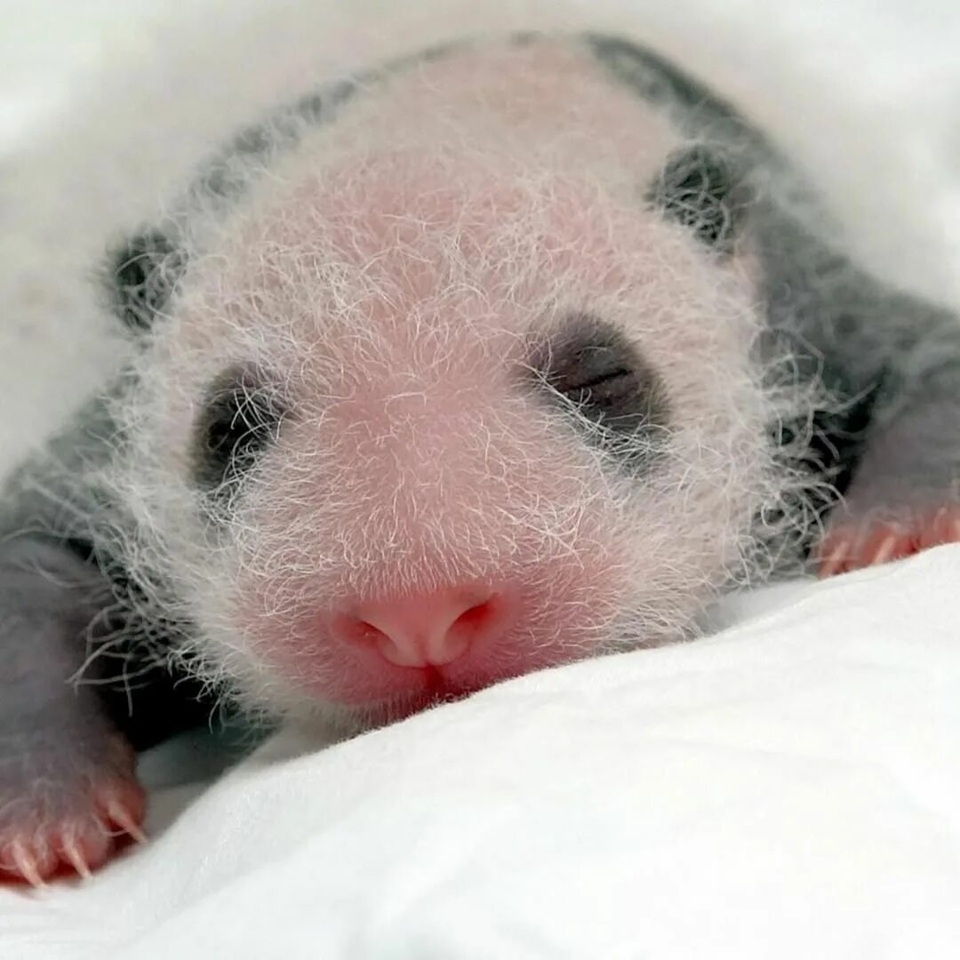 Родившийся детеныш панды. Новорожденный Панда. Новорожденные панды. Панда с детёнышем. Детёныш панды новорожденный.